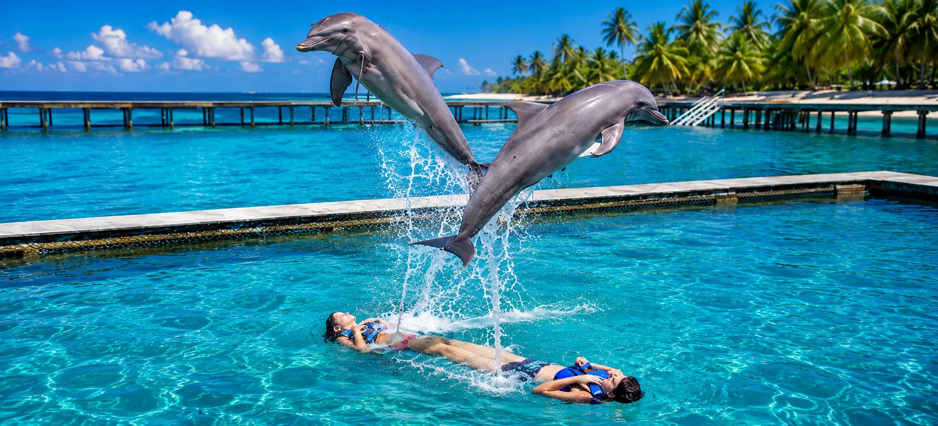 Dolphin Excellence